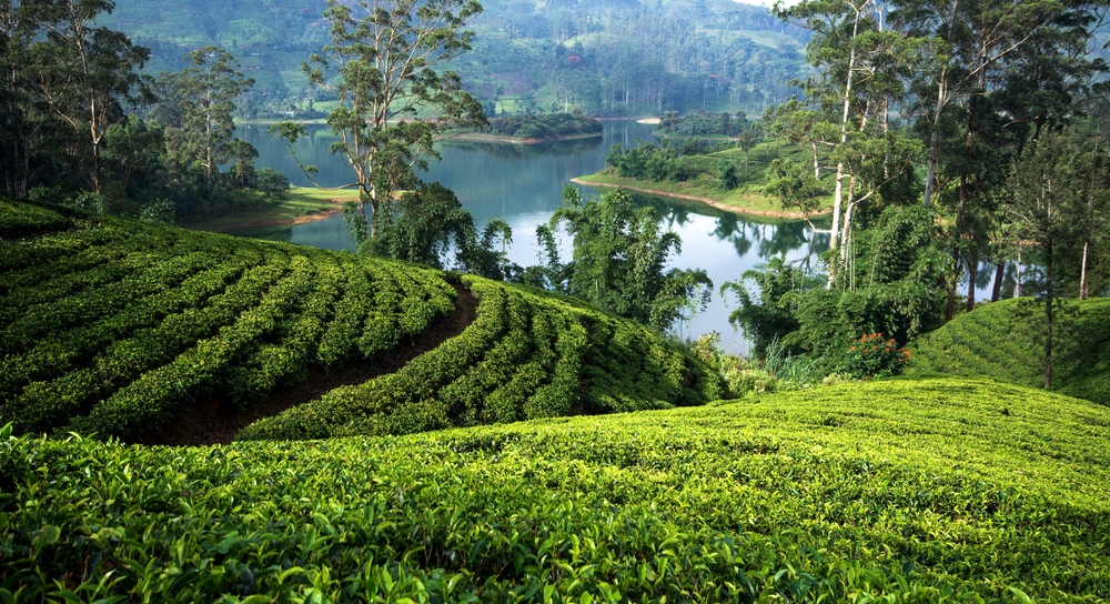 Tea Plantation in Maskeliya, Sri Lanka